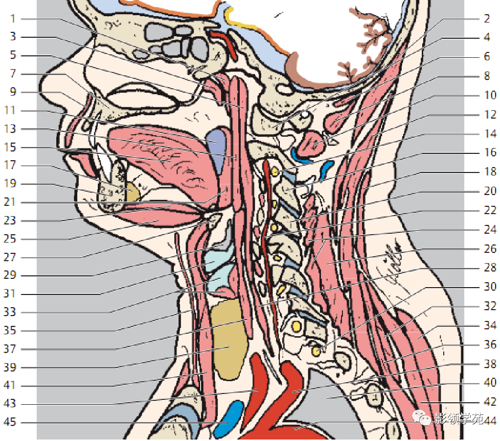 鼻咽部断层解剖 详细标注