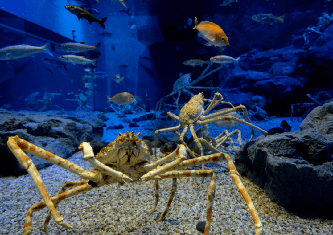 善游美景 | 当动森的水族馆走进现实——大阪海游馆