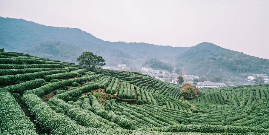 龙井茶园