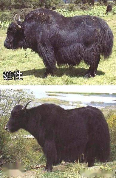 中国的家牛-家牦牛