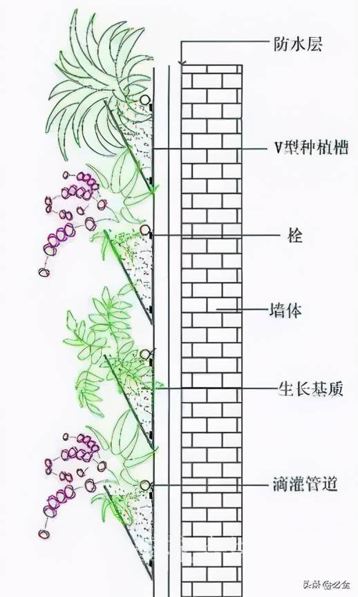 常见垂直绿化工艺介绍及攀缘植物介绍