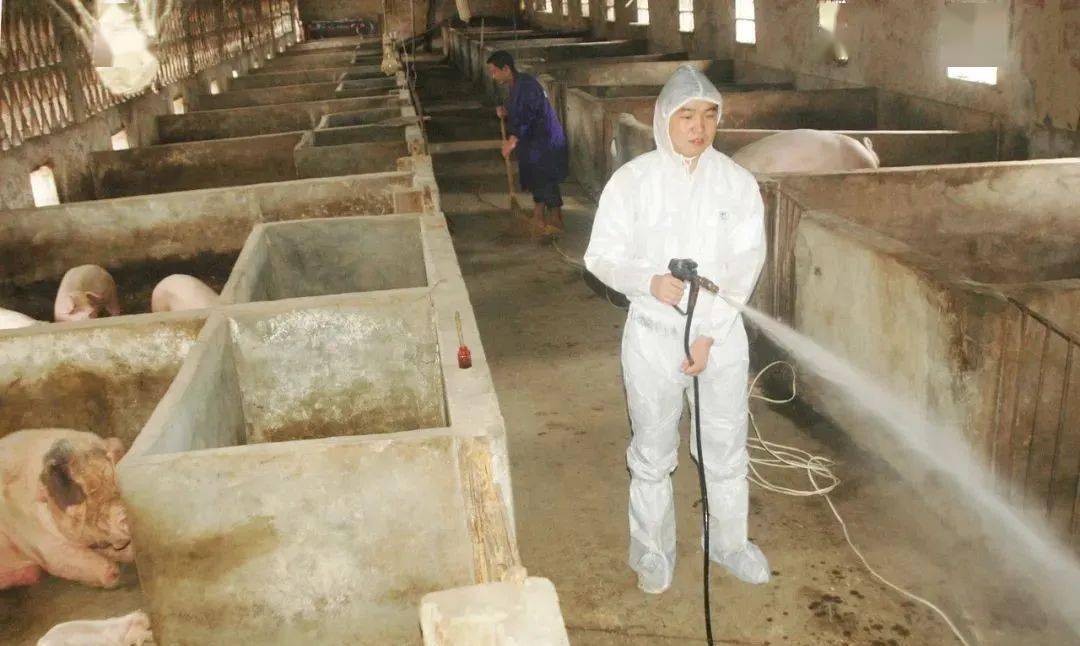 猪场消毒工作是养猪生产操作中极为重要的一环,可以控制疾病的发生.