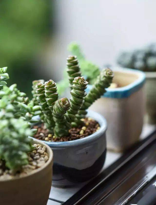 园艺疗法过年逛花市应该怎么选