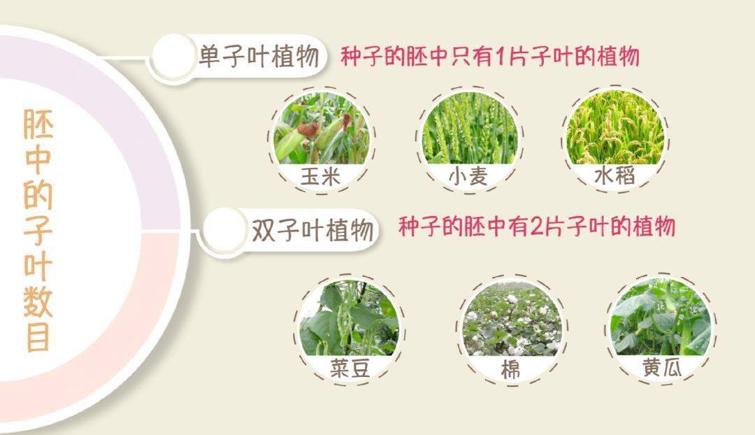 【生物大师初中】种子的结构—播种未来_植物