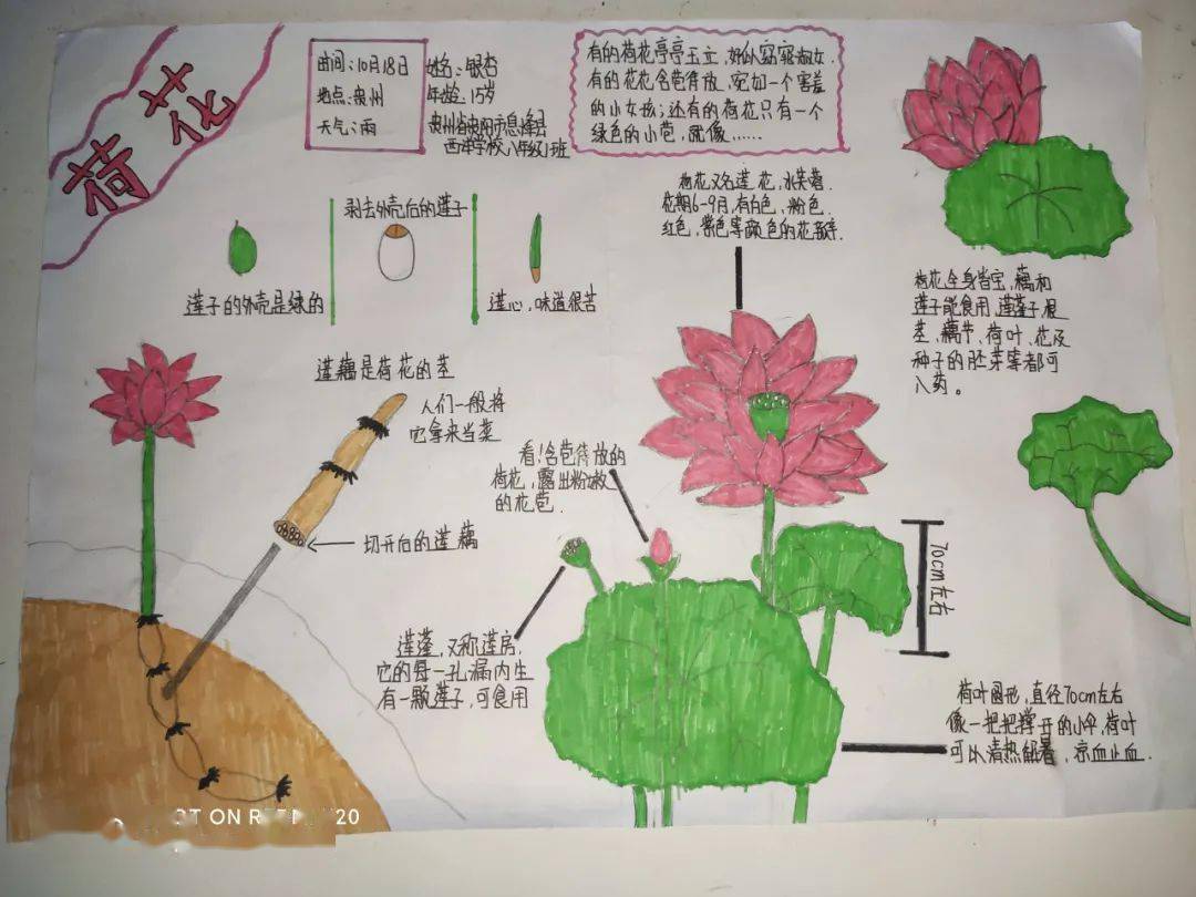 首届"小哥白尼"杯自然笔记大赛获奖作品出炉!