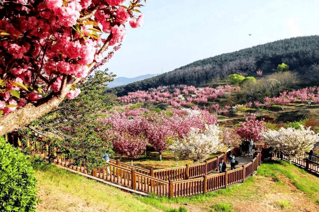 大连旅顺二〇三景区樱花园