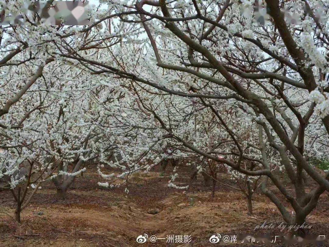 武鸣太平镇往林渌村方向1公里路边(武鸣区太平镇文溪村一队)李花纷纷