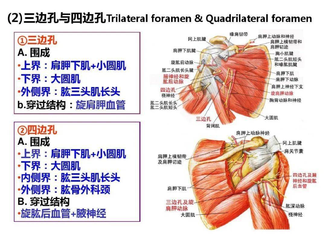 超详细上肢局部解剖,果断收藏!