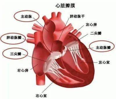 冬季护肺亦是护心,从心脏结构谈心血管疾病