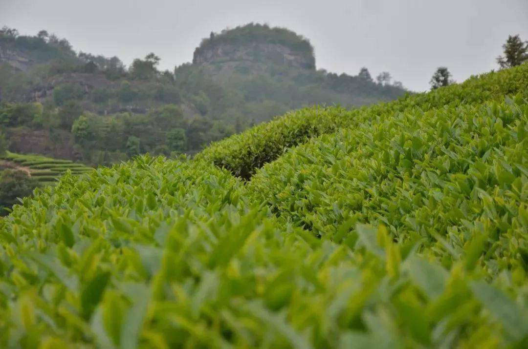 实现武夷山茶的最大价值