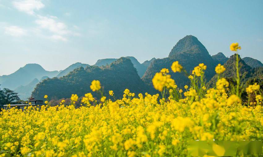 兴义:万峰林下油菜花开(高清组图)