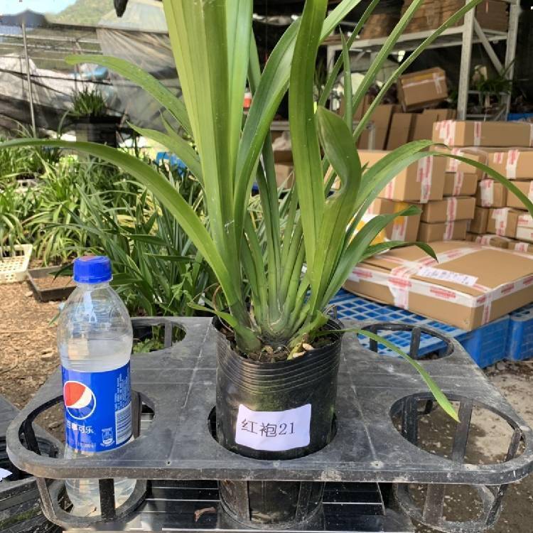盆栽兰花褐斑病起因,症状及防止方法