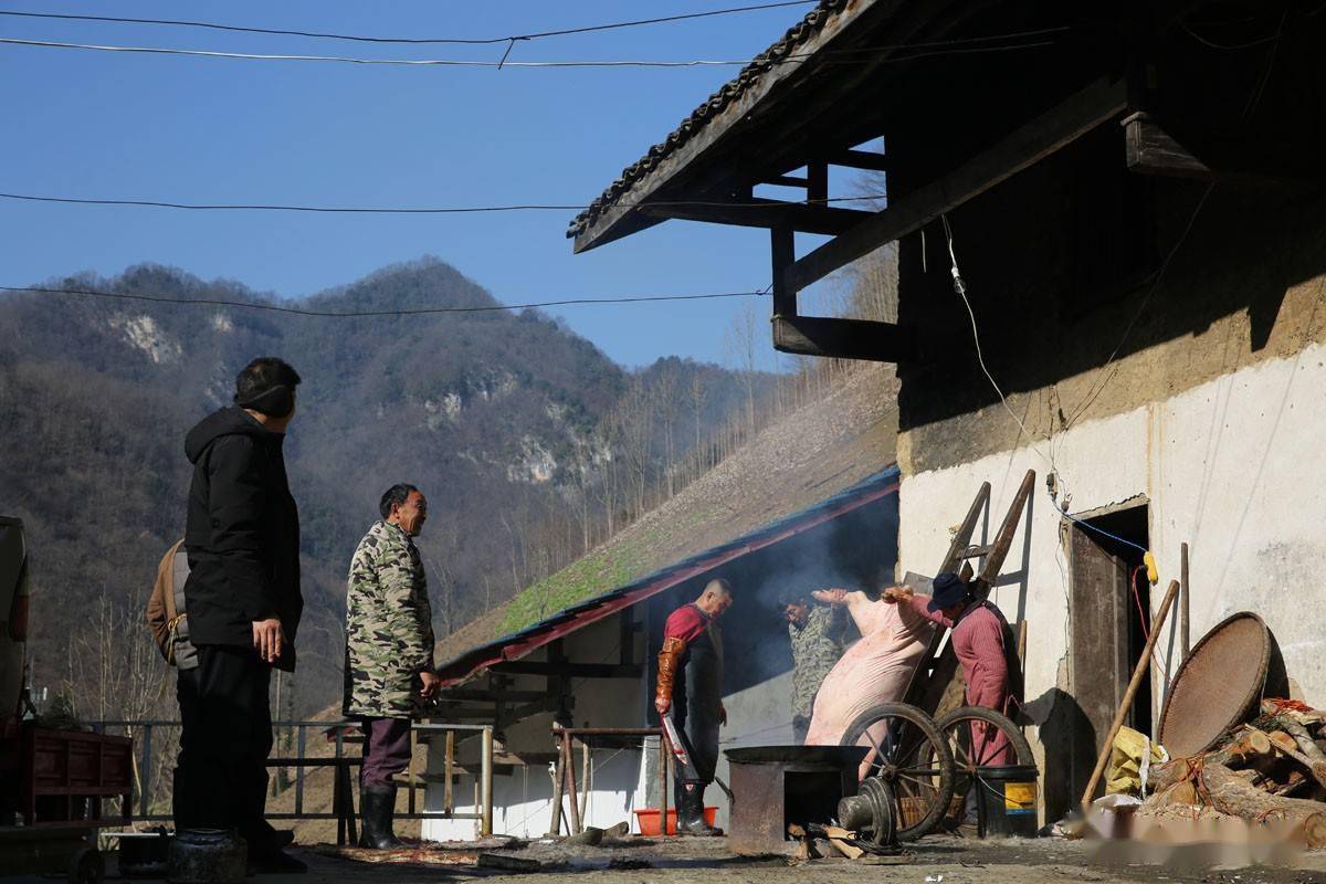 陕南山村人家准备过年,没有养猪的人家也要卖整头猪,做成腊肉