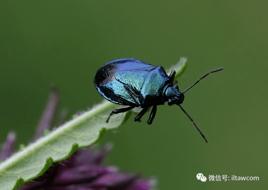 物种图册蓝蝽