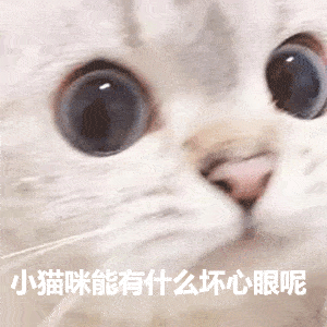 小猫咪能有什么坏心眼呢?又不是故意的!