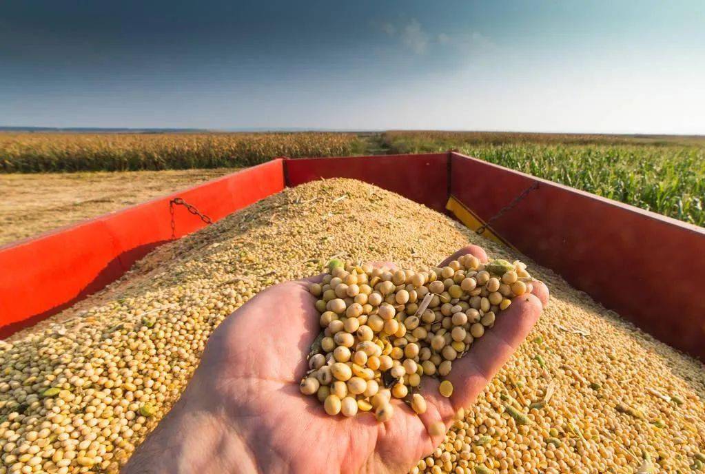 巴西农业部长证实今年大豆和玉米将会丰收