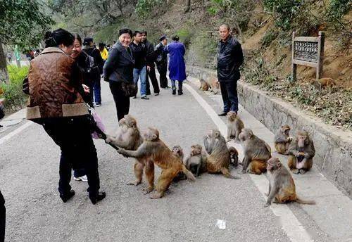 贵州野生动物伤人,将由政府"埋单"
