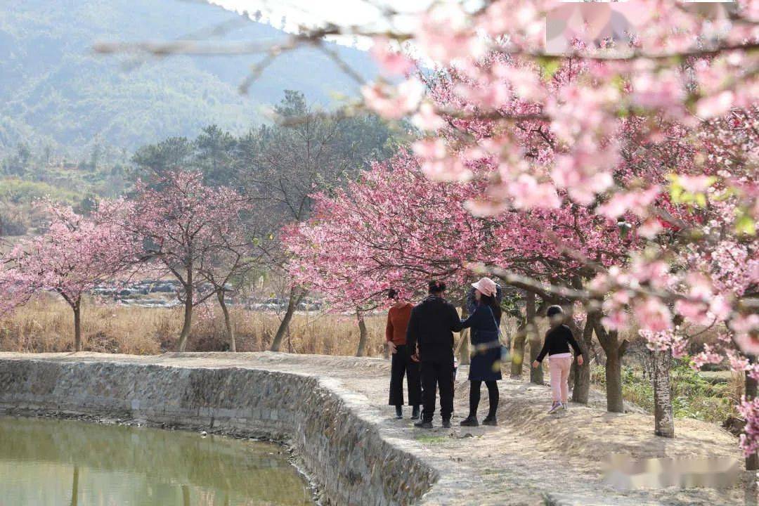 丹樱生态园中不同品种的樱花盛开时间各不相同,每年1到4月都是樱花