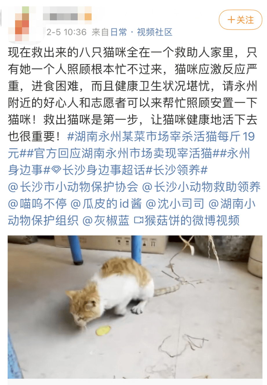 我为什么劝你不要吃猫肉!_检疫