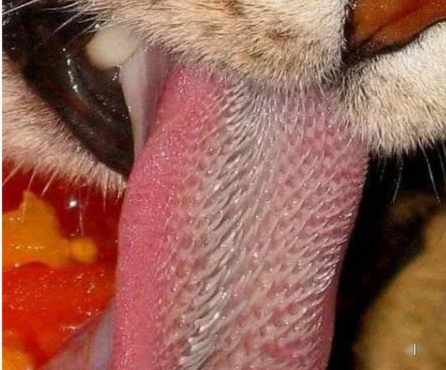 【看天下】瞧瞧,哪种动物的舌头最长?