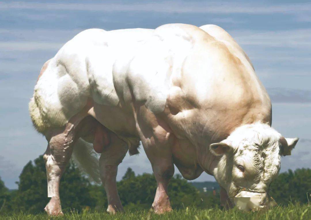 " 蓝牛是比利时当家肉牛品种,由人为培育出来,一般牛只重约600公斤,蓝