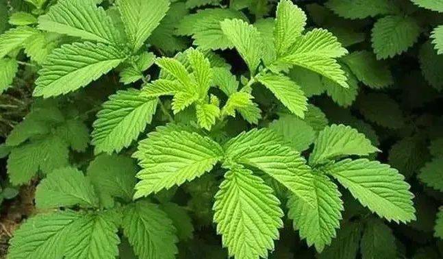 背景 壁纸 绿色 绿叶 树叶 植物 桌面 647_378