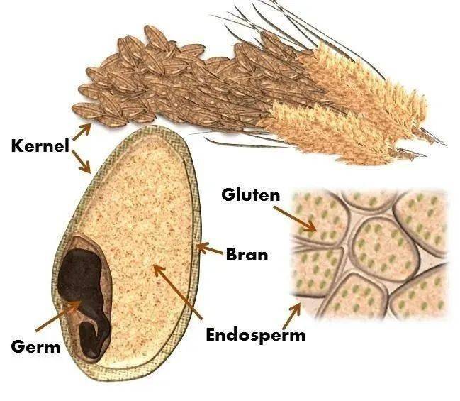 麦子的结构图,面筋蛋白主要存在于小麦的胚乳中