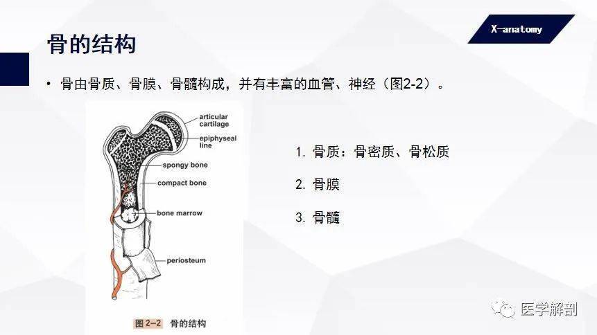 人体解剖学:运动系统 骨