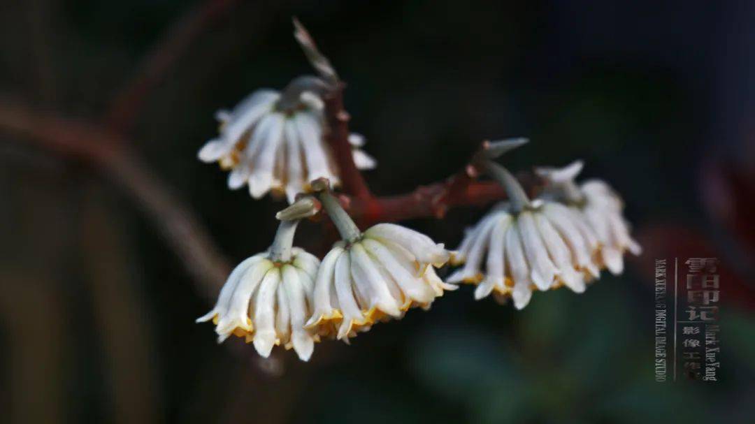 三色阁结香花雪阳印记春寒料峭始东隅傲冷开放醉游人