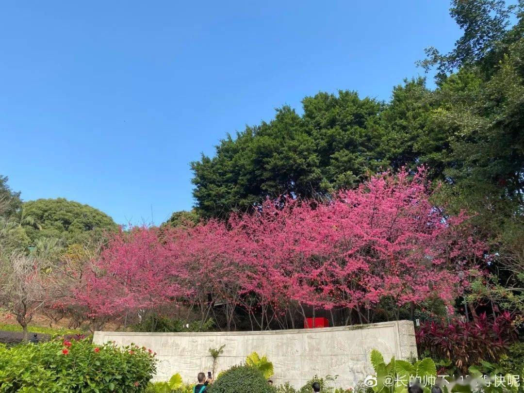 可过段时间再去 福州市区还有这些赏樱宝地▲金鸡山公园 图片来源