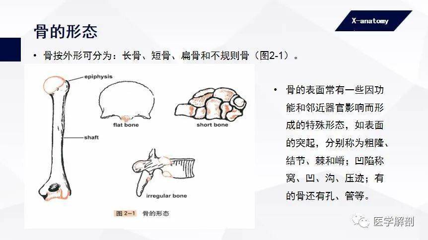 人体解剖学:运动系统 | 骨