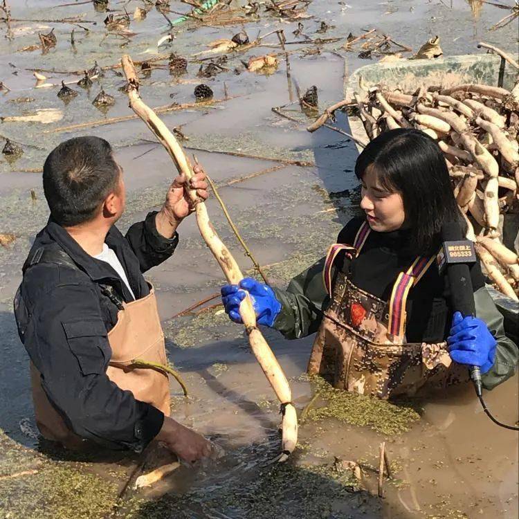 原生野藕是嘉鱼历经几代人 传下来的一个野生品种 相较于家藕品种,野