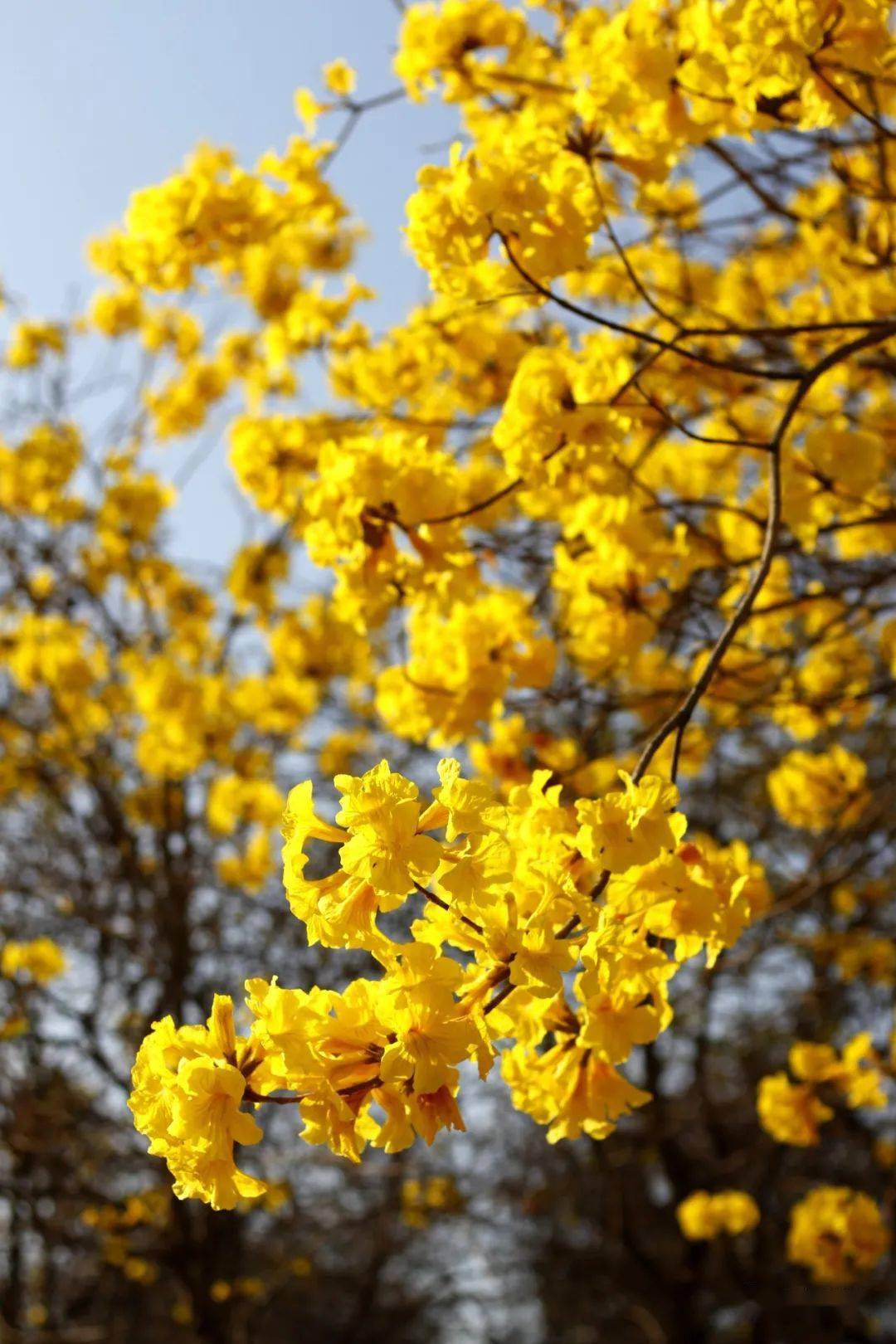 一棵棵黄花风铃木列队站立,几乎没有什么叶子,只有一树一树的黄花,那