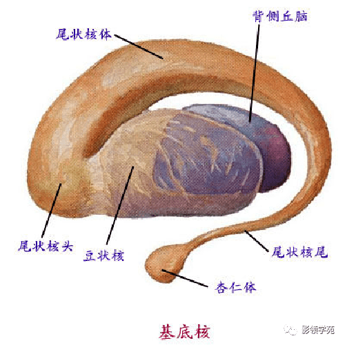 基底节-内囊-丘脑解剖