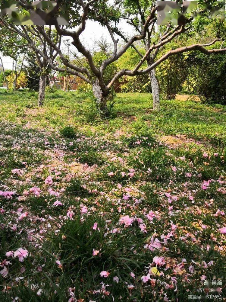 【我的2020】花开花落又一年