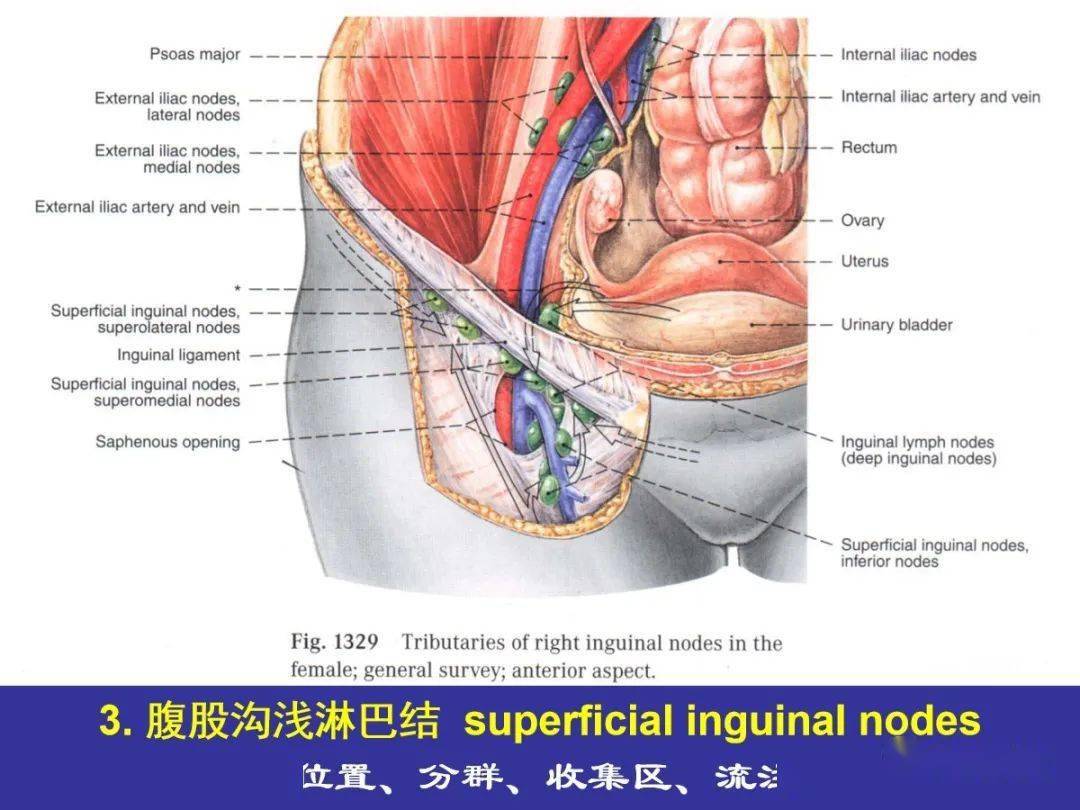 腿部局部解剖