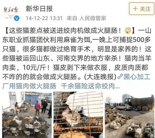 但是黑心商家可以确定:什么便宜,就给你吃什么 最便宜的肉,就是猫肉