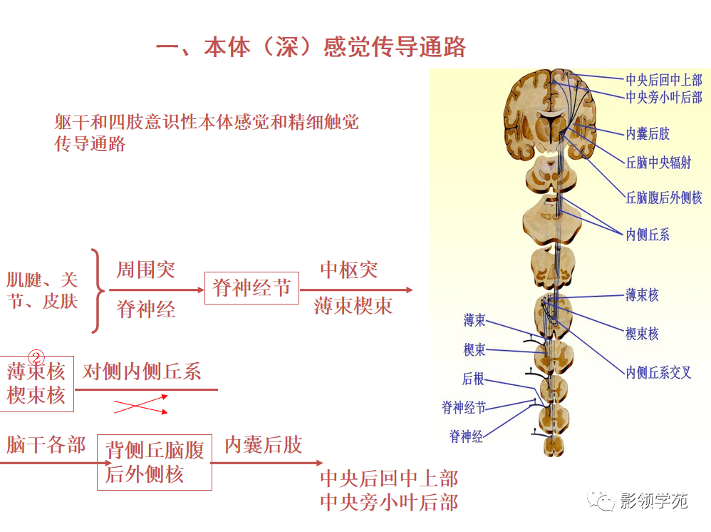 基底节内囊丘脑解剖