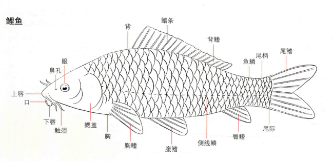 鲤鱼结构图示