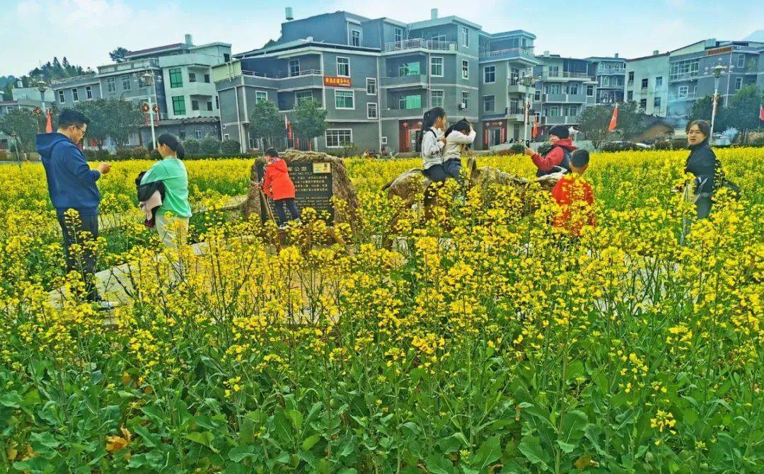 走!到上杭才溪看油菜花去