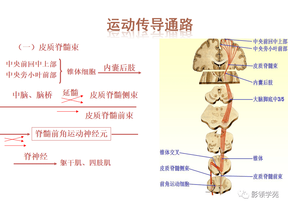 基底节内囊丘脑解剖