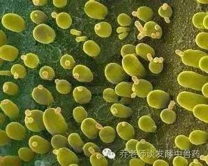 目前常用制剂主要有啤酒酵母,假丝酵母菌等培养物.