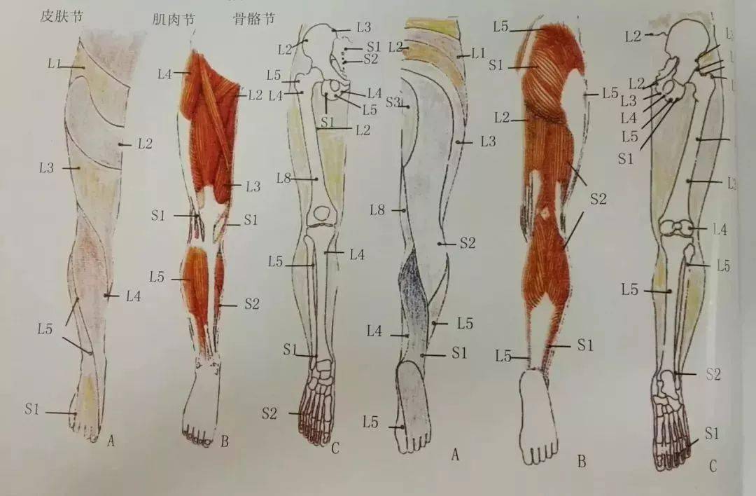 【超全】全身神经支配与分布,神经丛详解,神经松动术详解