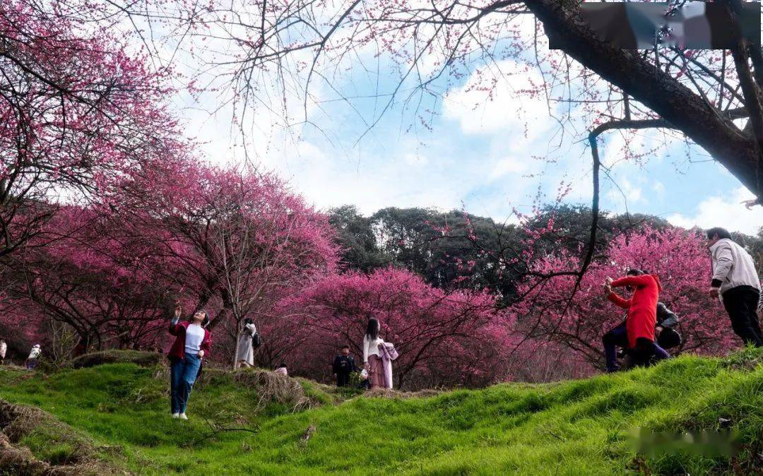 奉化网红梅花谷红遍山野春节观赏最佳