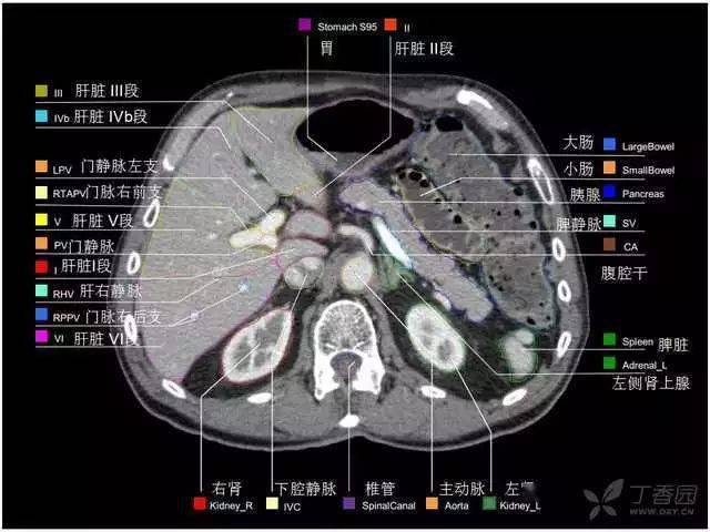 【收藏】史上最全的ct断层解剖图谱--一篇所有都有