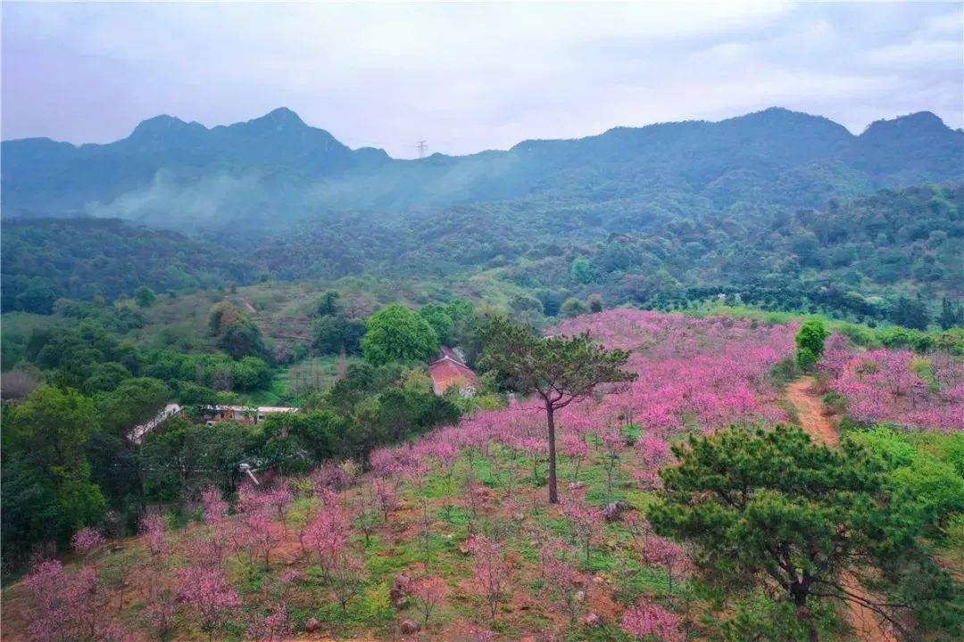 【大美粤北】田野绿世界千亩樱花 仙桥地下河 曲江温泉 上岳古村