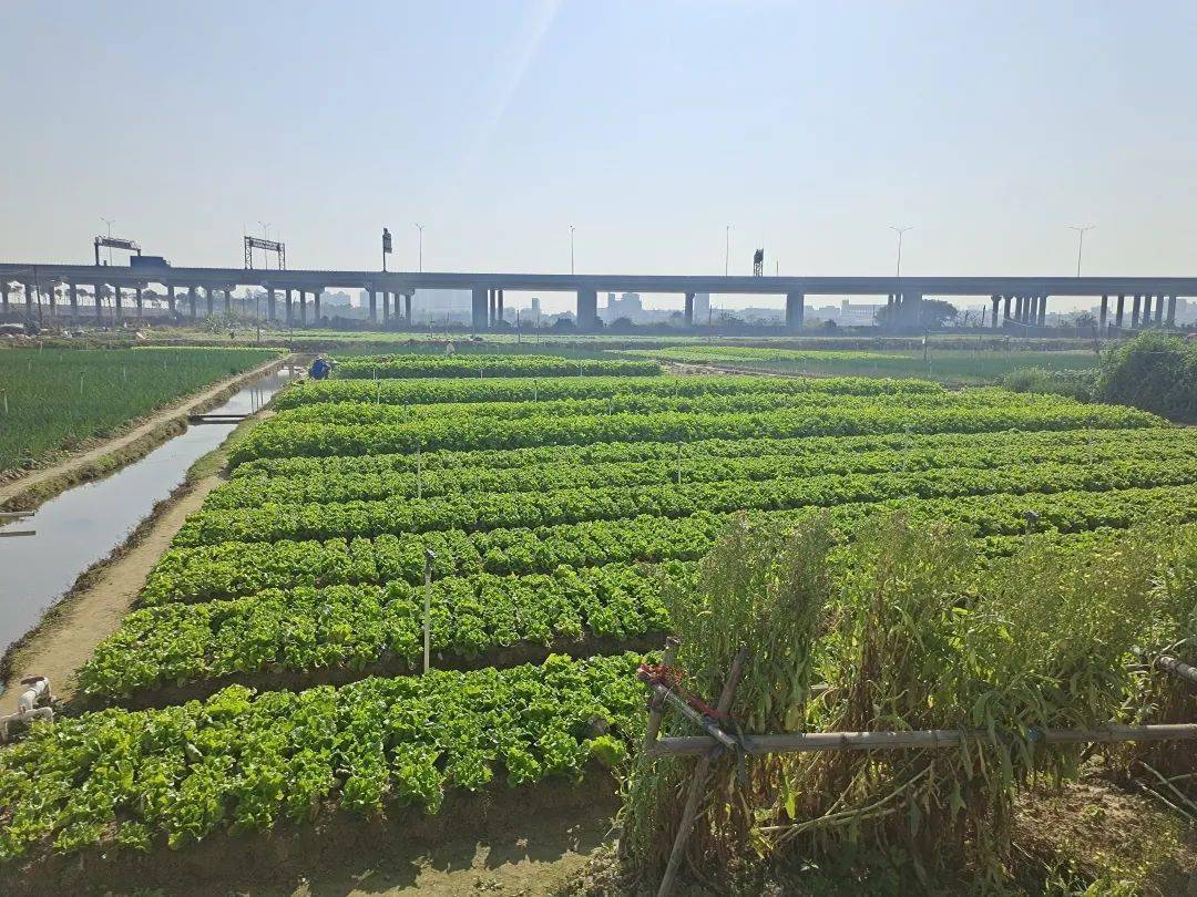 厅工作要求,引导各村,燕岭集团将统筹后的农地重点发展粮食,蔬菜等