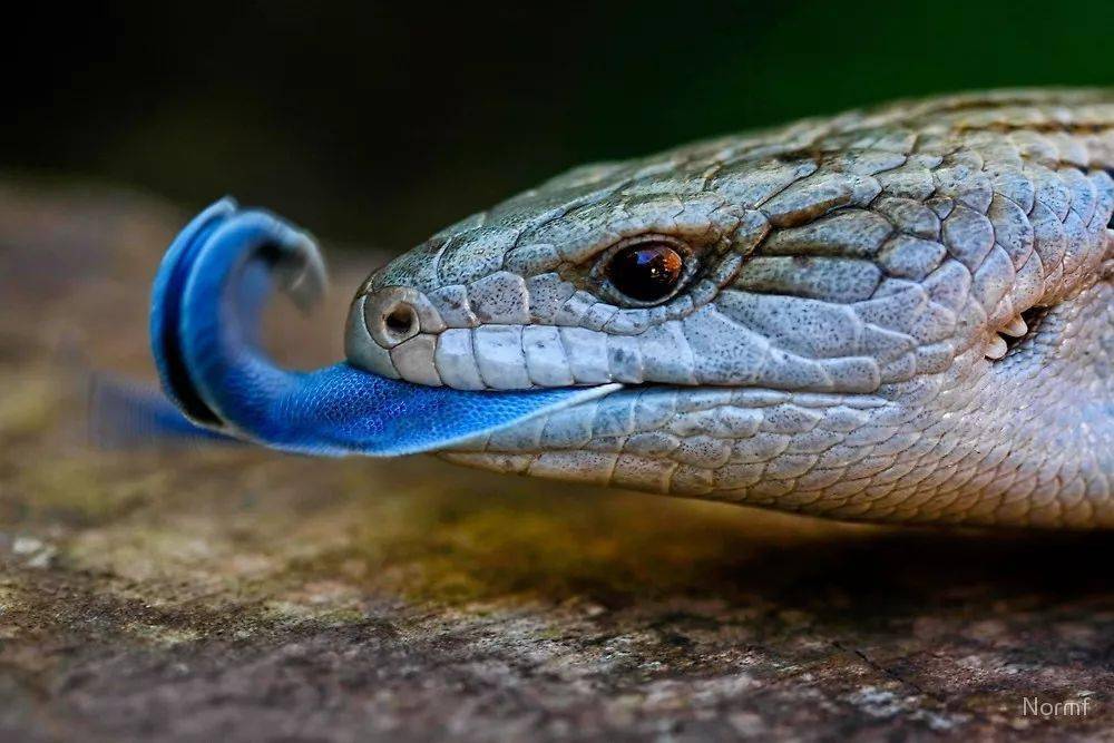这10种漂亮的蜥蜴你见过吗
