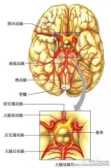 图15脑底动脉环示意图