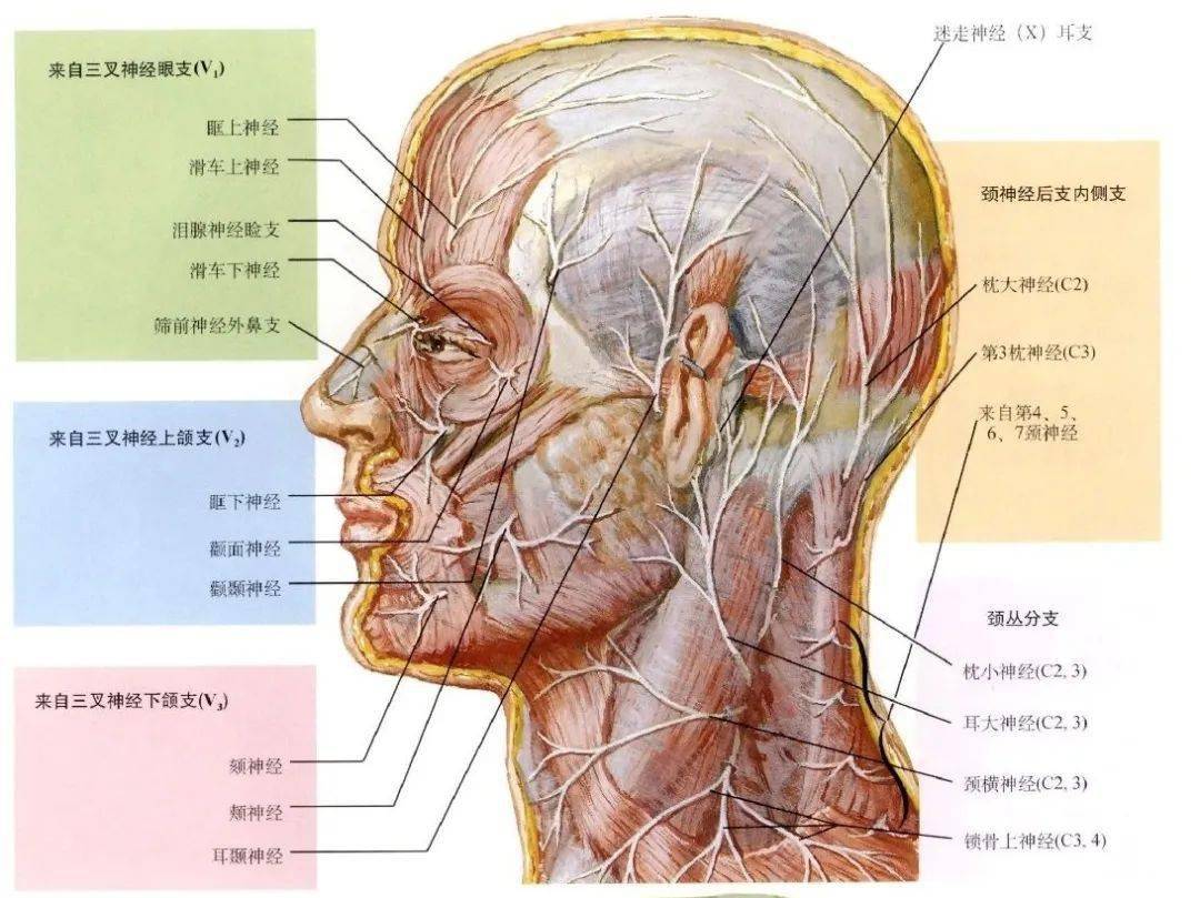 局部解剖学—面部-浅层